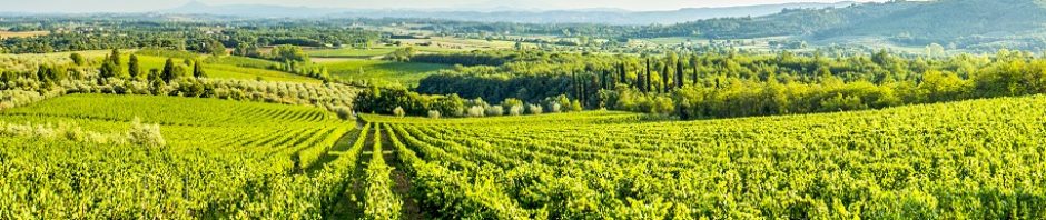 Maturano, un vitigno ciociaro