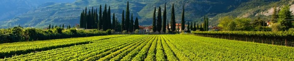 Maturano, un vitigno ciociaro